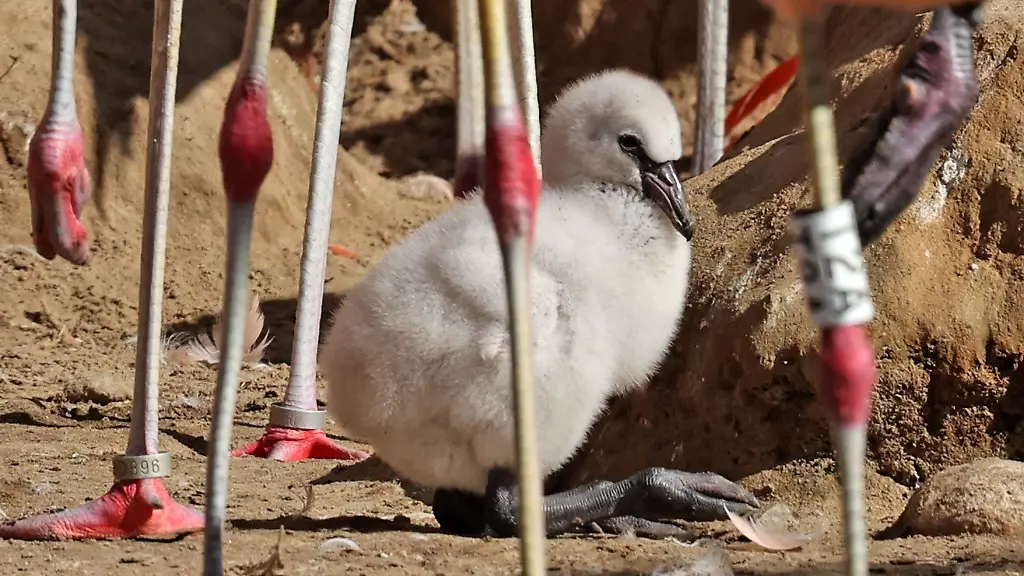 Ein-Flamingokueken-ist-in-der-Kolonie-der-Tiere-im-Vogelpark-Marlow-unterwegs