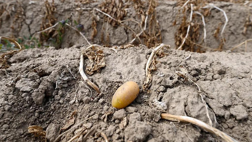 Eine-Kartoffel-liegt-in-einem-Feld-welches-nicht-beregnet-wurde-Die-diesjaehrige-Kartoffelernte-soll-aufgrund-des-geringen-Niederschlags-nicht-so-gut-ausfallen-wie-im-letzten-Jahr