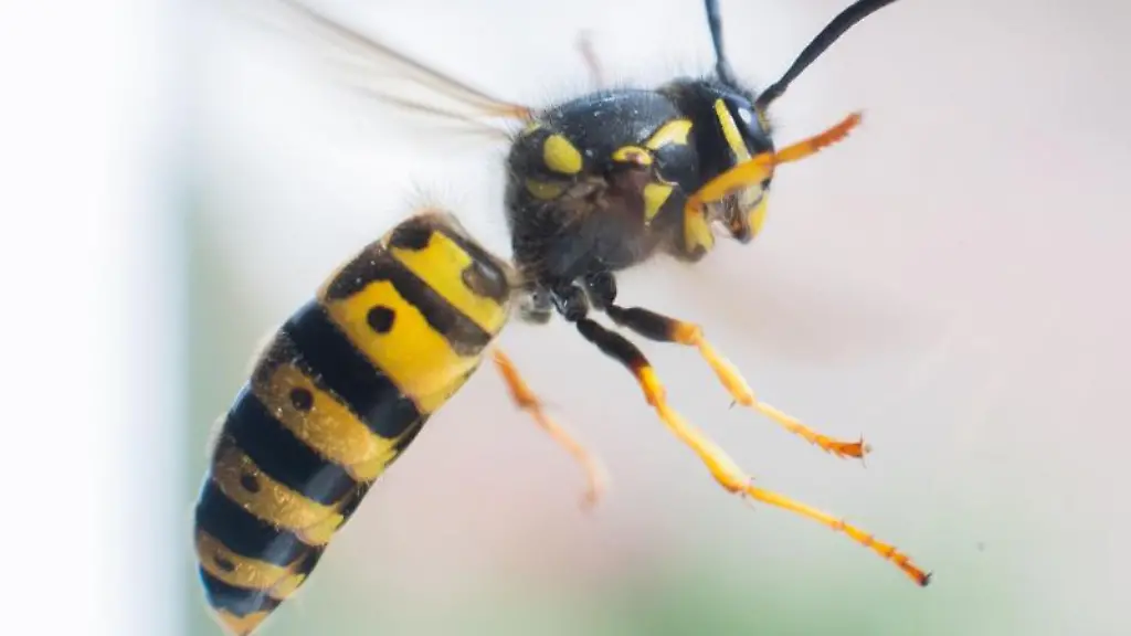 Eine-Wespe-fliegt-vor-einer-Fensterscheibe
