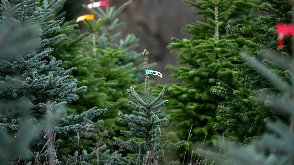 In-Bayern-wachsen-die-meisten-Christbaeume-in-eigens-angelegten-Kulturen