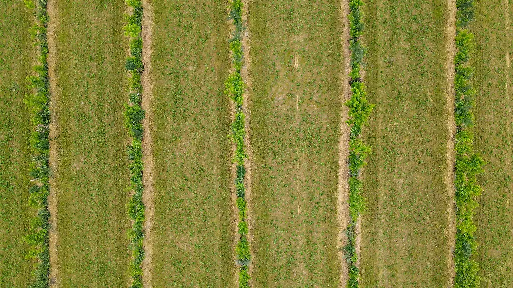 Vor-Jahren-schon-hat-der-Oeko-Landwirt-Benedikt-Boesel-im-Landkreis-Oder-Spree-Agroforst-Flaechen-angelegt