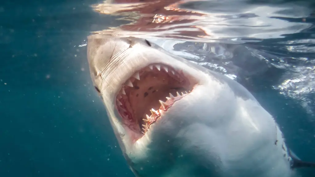 Weisshai-Weisser-Hai-Menschenhai-Carcharodon-carcharias-Carcharodon-rondeletii-Maennchen-mit-geoeffnetem-Maul-Suedafrika-False-Bay-great-white-shark-Carcharodon-carcharias-Carcharodon-rondeletii-male-with-jaws-open-South-Africa-False-Bay-BLWS536471-Copyright-xblickwinkel-AGAMI-V