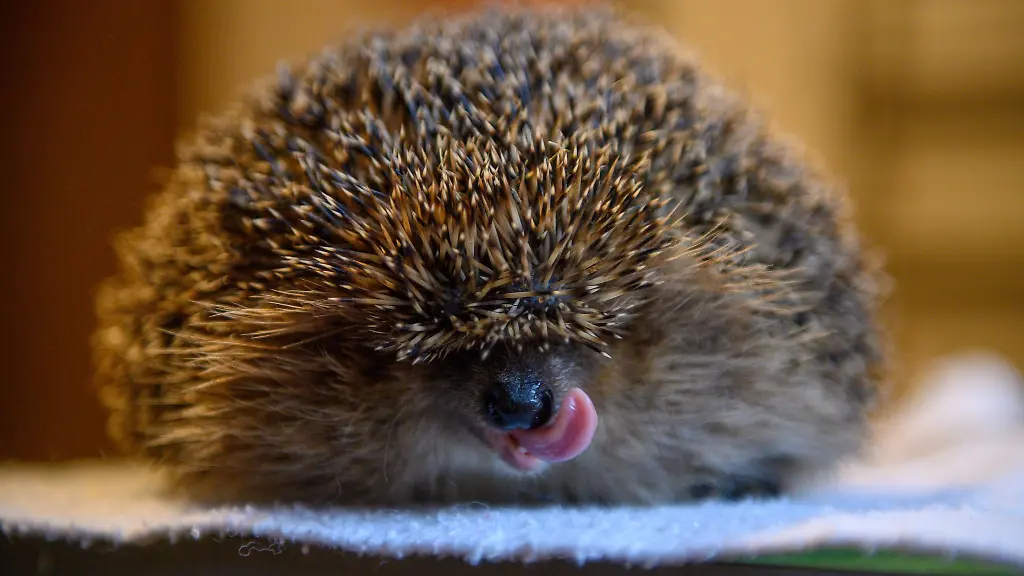 Der-gerettete-Igel-ist-in-einer-Auffangstation