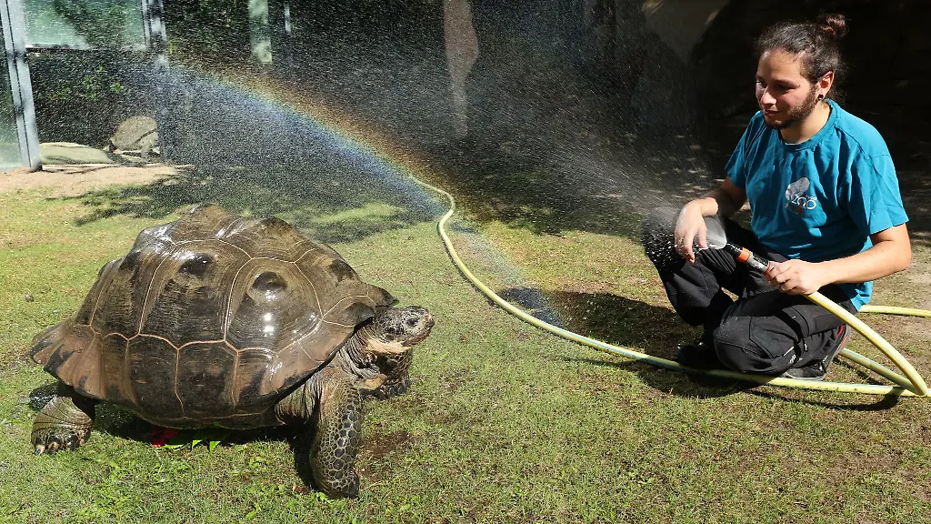 Fuer-die-31-jaehrige-Schildkroetendame-Isabela-ist-die-taegliche-Dusche-eine-willkommene-Erfrischung