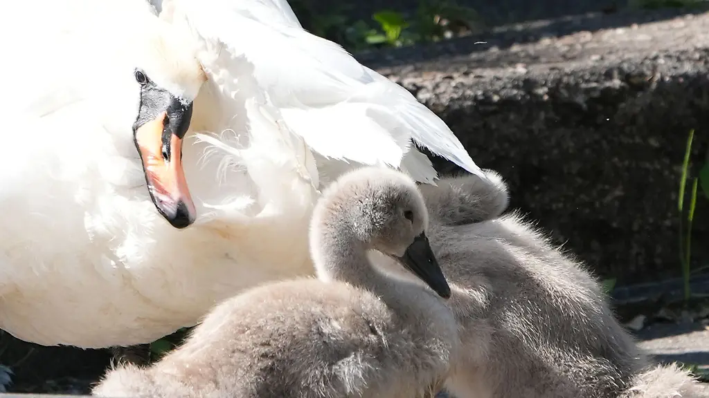 Bislang-kommen-die-Alsterschwaene-gut-durch-den-Sommer-und-es-gibt-einige-Kueken