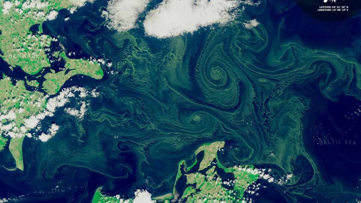 Warnung an Badende: Blaualgen machen sich in der Ostsee breit