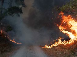 Große Brände im Überblick: Wenn Deutschlands Wälder in Flammen stehen