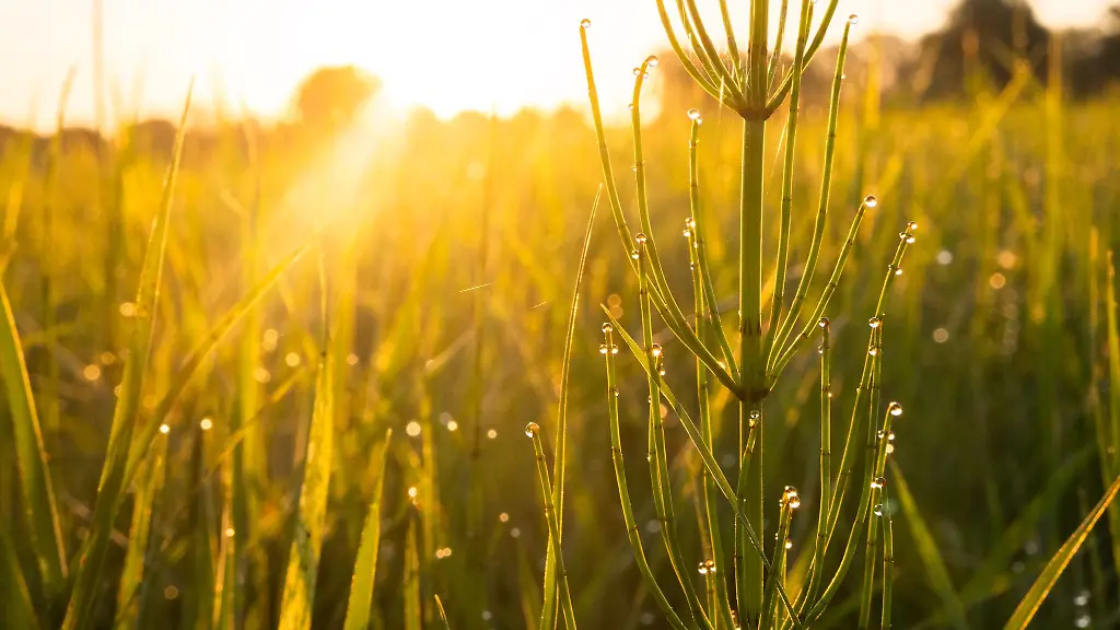 Der-Deutsche-Wetterdienst-DWD-rechnet-heute-im-Sueden-Niedersachsen-wieder-mit-Temperaturen-jenseits-der-30-Grad