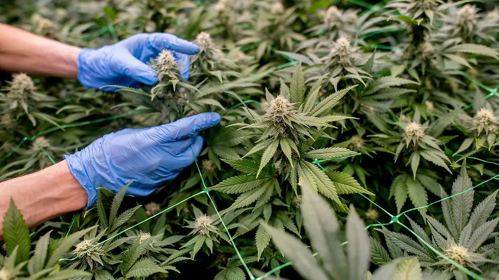 Cannabis-darf-in-Deutschland-in-Vereinen-angebaut-werden
