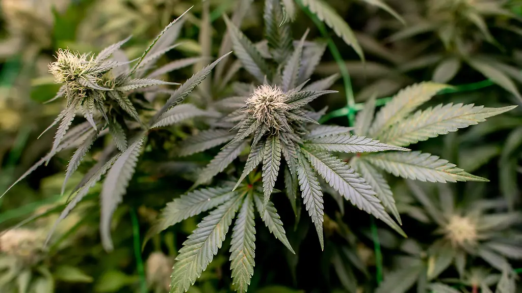 Bis-zu-drei-Pflanzen-Cannabis-duerfen-in-Privatwohnungen-angebaut-werden