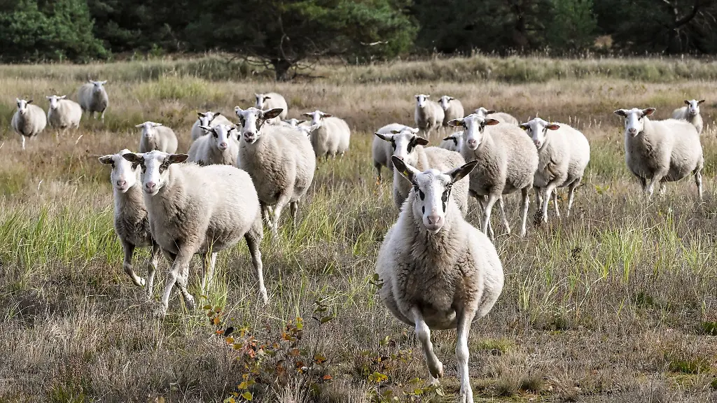 In-Nordthueringen-greifen-zwei-entlaufene-Hunde-eine-Schafherde-an