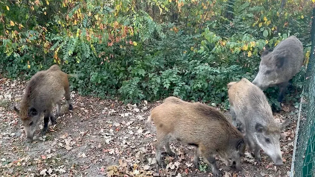 Wildschwein-Rotten-sind-Alltag-in-Kleinmachnow-Immer-wieder-sorgen-sie-in-Wohngebieten-fuer-Aerger