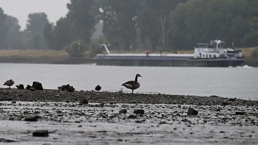 Endlich-mal-wieder-Regen-Darueber-koennte-sich-auch-diese-Kanadagans-am-Rheinufer-in-Duesseldorf-Urdenbach-gefreut-haben