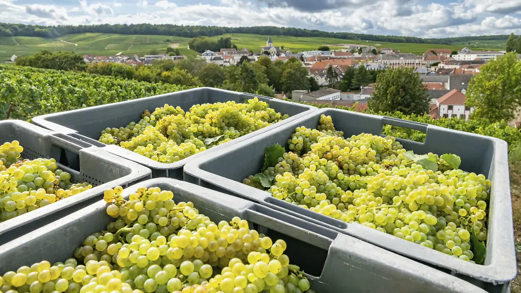 Oger-Nordostfrankreich-Weinlese-in-einem-Weinberg-der-Champagne-Saisonarbeiter-bei-der-Weinlese-in-den-Reihen-der-Rebstoecke-im-Hintergrund-das-Dorf-Oger