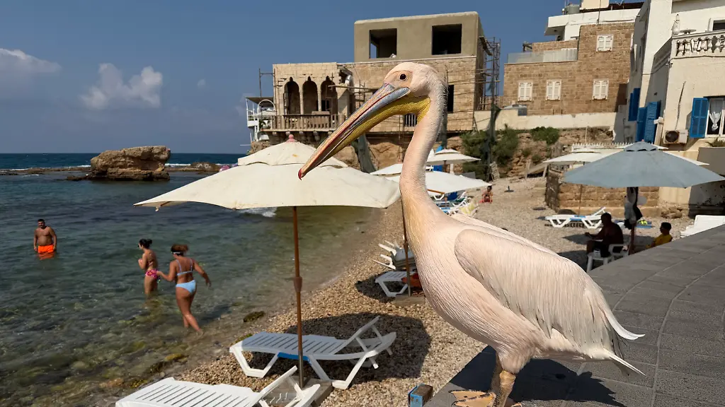 PRODUKTION-16-08-2026-Libanon-Batrun-Pelikan-Weibchen-Pelikanchen-steht-am-Strand-Sie-ist-waehrend-der-Migration-der-Zugvoegel-vor-fast-drei-Jahren-im-Libanon-gestrandet-und-hat-den-Strandort-Batrun-seitdem-nicht-mehr-verlassen-Jeden-Morgen-macht-sie-einen-Spaziergang-an-der-Strandpromenade