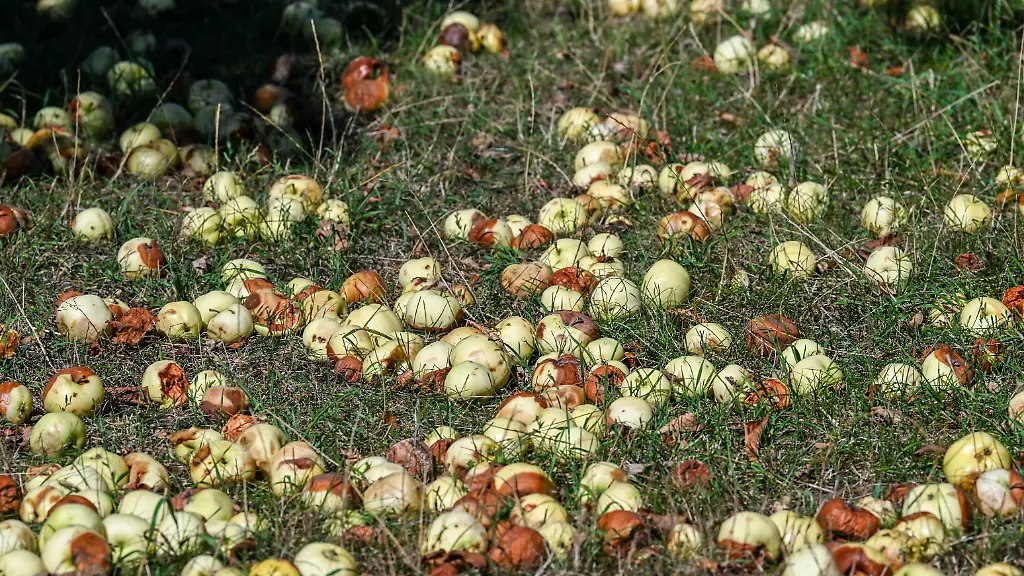 Vom-Baum-gefallene-Klaraepfel-liegen-auf-einer-Wiese-eines-Apfelhofs-Obwohl-in-diesem-Jahr-im-allgemeinen-eine-ueberdurchschnittliche-Ernte-erwartet-wird-gibt-es-Frost-und-Hitzeschaeden-Auch-die-Trockenheit-macht-sich-bemerkbar