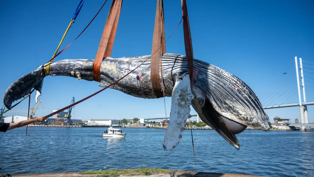 Der-Kadaver-eines-toten-Buckelwals-wird-auf-der-Insel-Daenholm-bei-Stralsund-geborgen-und-soll-danach-obduziert-werden