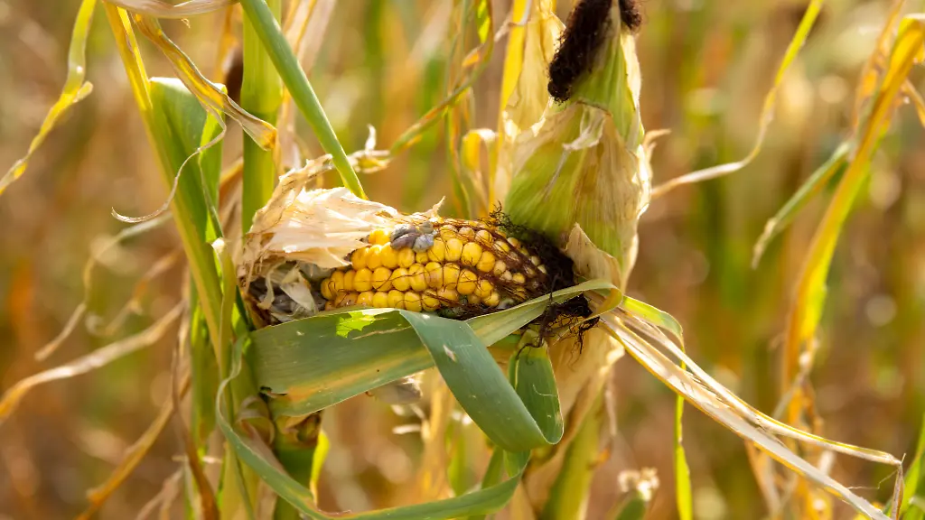 16-08-2026-Bad-Woerishofen-im-Unterallgaeu-Landwirtschaftliches-Maisfeld-beschaedigt-durch-das-Juli-Unwetter-mit-Sturm-und-Hagel-zudem-ist-der-Boden-jetzt-extrem-trocken-durch-den-fehlenden-Regen-in-diesem-Sommer-Die-Ernte-wird-spaerlich-ausfallen-im-Herbst