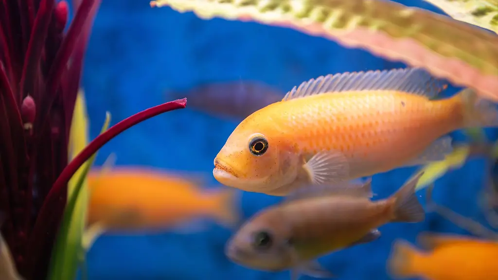 Die-Fische-in-dem-Karlsruher-Lokal-wurden-laut-Veterinaeramt-nicht-artgerecht-gehalten