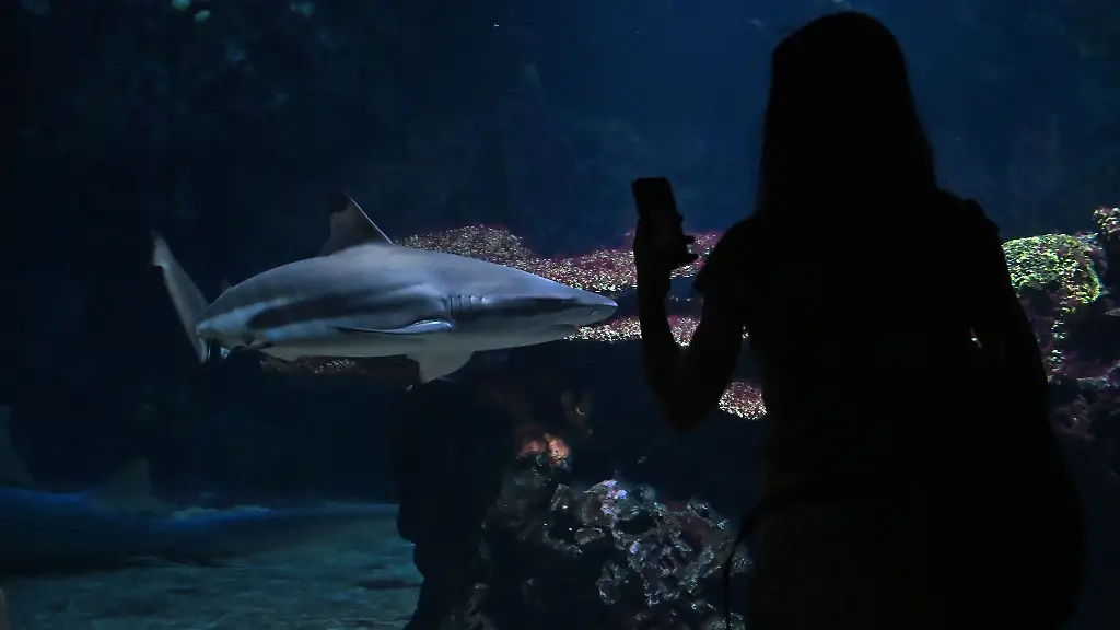 Eine-Besucherin-fotografiert-einen-Hai-am-Tag-der-Wiedereroeffnung-des-Aquariums-Berlin