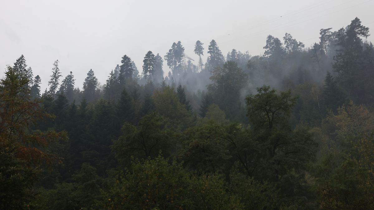 Dieser Baum kann Wälder vor Bränden schützen