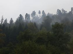 Mischung mit mehr Laubholz: Dieser Baum kann Wälder vor Bränden schützen