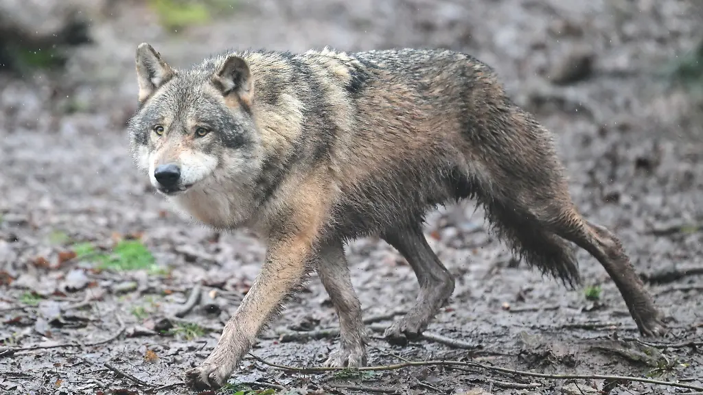 In-Rheinland-Pfalz-gibt-es-sechs-Wolfsrudel