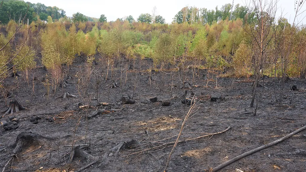 Gebrannt-hatte-es-im-Westerwald-auf-vier-Hektar-des-Waldgebiets