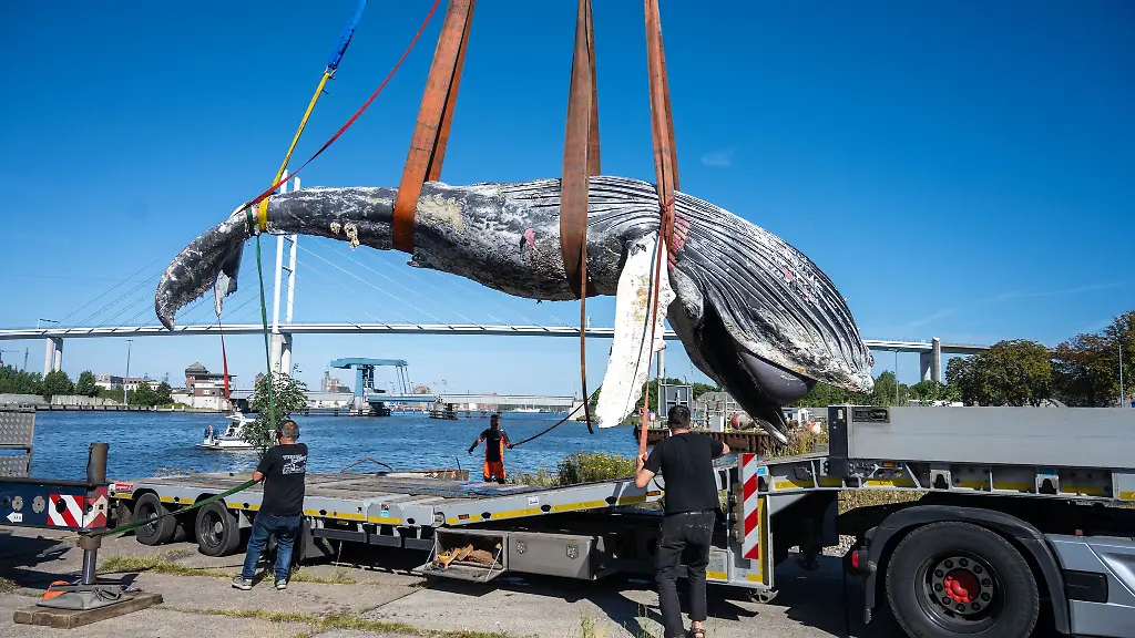Der-tote-Wal-vom-Greifswalder-Bodden-ist-seziert-worden