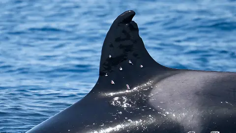 epi_1059218810_REUTERSFOTO_2026-08-14T152858Z 622938937 RC2CWMAI8GZR RTRMADP 3 SPAIN-WILDLIFE-ORCA.JPG_A handout photo show