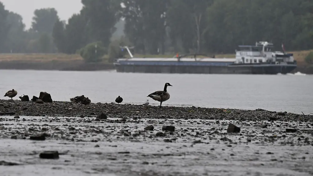 Eine-Kanadagans-und-andere-Voegel-sitzen-bei-Regen-am-Rhein-waehrend-ein-Frachtschiff-an-ihnen-vorbeizieht-Es-hat-wieder-ausgiebig-geregnet-Der-Pegelstand-ist-aber-noch-sehr-niedrig-der-Uferbereich-viel-breiter-als-zuvor