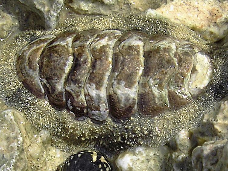 Acanthopleura granulata