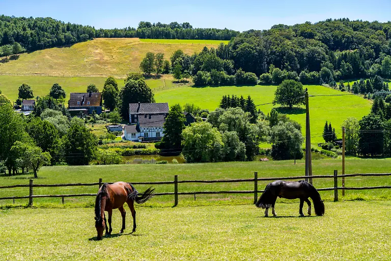 Pferdekoppel-in-der-Elfringhauser-Schweiz-bei-Oberelfringhausen-Hattingen-NRW-Deutschland