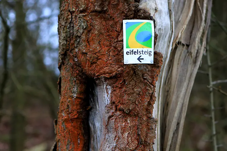 Ein-Hinweisschild-Eifelsteig-an-einem-Baum-in-der-Naehe-von-Kall-Eifel-NRW