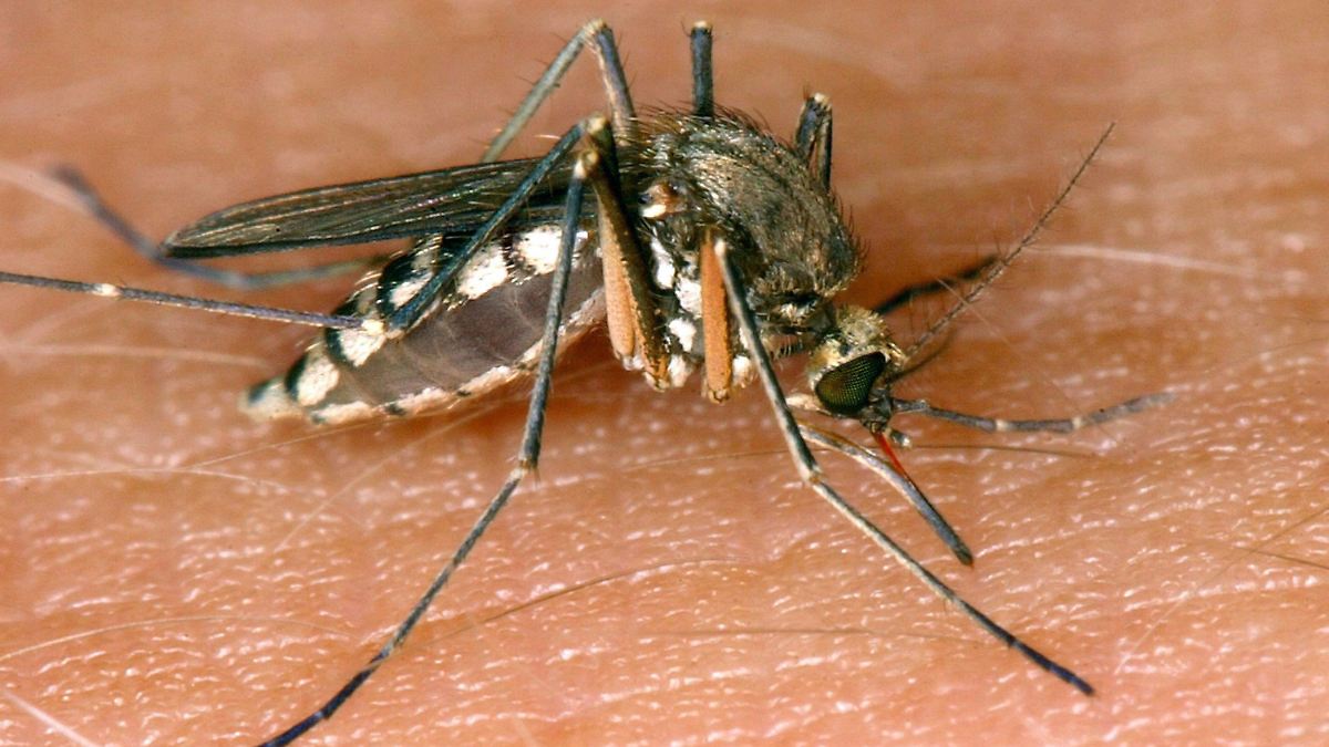 Zahl der Fälle steigt stark: Mehr als 150 Menschen in Griechenland am West-Nil-Virus erkrankt