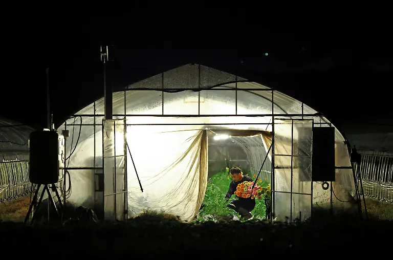 Motoaki-Iijima-36-owner-of-the-Nikko-Engei-flower-farm-harvests-gerbera-flowers-inside-an-illuminated-greenhouse-at-night-in-Nikko-Tochigi-Prefecture-Japan-August-8-2026-REUTERS-Issei-Kato-SEARCH-KATO-JAPAN-FARMERS-FOR-THIS-STORY-SEARCH-WIDER-IMAGE-FOR-ALL-STORIES