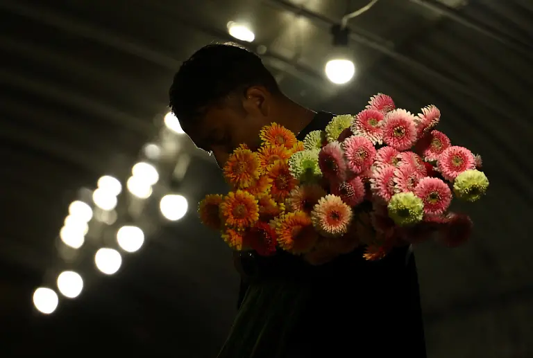 Motoaki-Iijima-36-owner-of-the-Nikko-Engei-flower-farm-harvests-gerbera-flowers-inside-an-illuminated-greenhouse-at-night-in-Nikko-Tochigi-Prefecture-Japan-August-8-2026-REUTERS-Issei-Kato-SEARCH-KATO-JAPAN-FARMERS-FOR-THIS-STORY-SEARCH-WIDER-IMAGE-FOR-ALL-STORIES