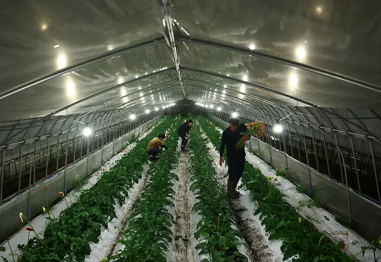 Motoaki-Iijima-36-owner-of-the-Nikko-Engei-flower-farm-and-employees-harvest-gerbera-flowers-inside-an-illuminated-greenhouse-at-night-in-Nikko-Tochigi-Prefecture-Japan-August-8-2026-REUTERS-Issei-Kato-SEARCH-KATO-JAPAN-FARMERS-FOR-THIS-STORY-SEARCH-WIDER-IMAGE-FOR-ALL-STORIES