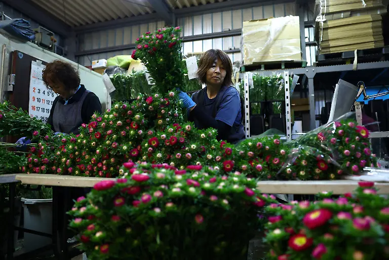 Yumiko-Taniguchi-63-and-Miyoko-Asada-68-employees-at-the-Nikko-Engei-flower-farm-prepare-asters-for-shipment-in-an-air-conditioned-workspace-in-Nikko-Tochigi-Prefecture-Japan-August-8-2026-REUTERS-Issei-Kato-SEARCH-KATO-JAPAN-FARMERS-FOR-THIS-STORY-SEARCH-WIDER-IMAGE-FOR-ALL-STORIES