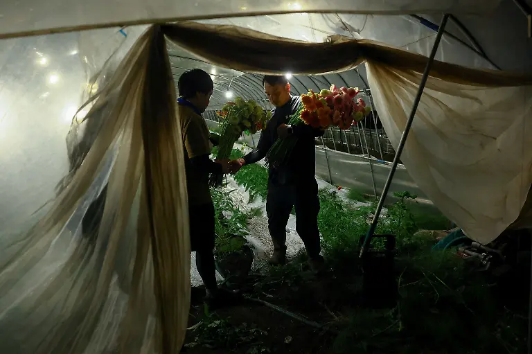 Motoaki-Iijima-36-owner-of-the-Nikko-Engei-flower-farm-and-an-employee-harvest-gerbera-flowers-inside-an-illuminated-greenhouse-at-night-in-Nikko-Tochigi-Prefecture-Japan-August-8-2026-REUTERS-Issei-Kato-SEARCH-KATO-JAPAN-FARMERS-FOR-THIS-STORY-SEARCH-WIDER-IMAGE-FOR-ALL-STORIES