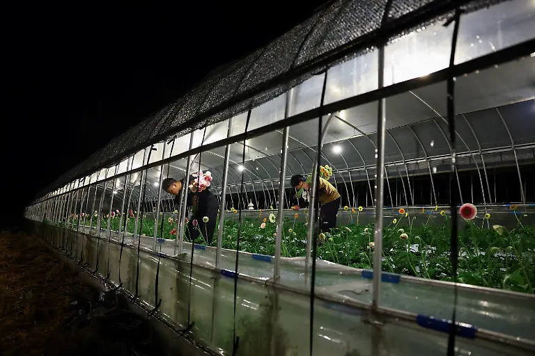 Motoaki-Iijima-36-owner-of-the-Nikko-Engei-flower-farm-and-employees-harvest-gerbera-flowers-inside-an-illuminated-greenhouse-at-night-in-Nikko-Tochigi-Prefecture-Japan-August-8-2026-REUTERS-Issei-Kato-SEARCH-KATO-JAPAN-FARMERS-FOR-THIS-STORY-SEARCH-WIDER-IMAGE-FOR-ALL-STORIES