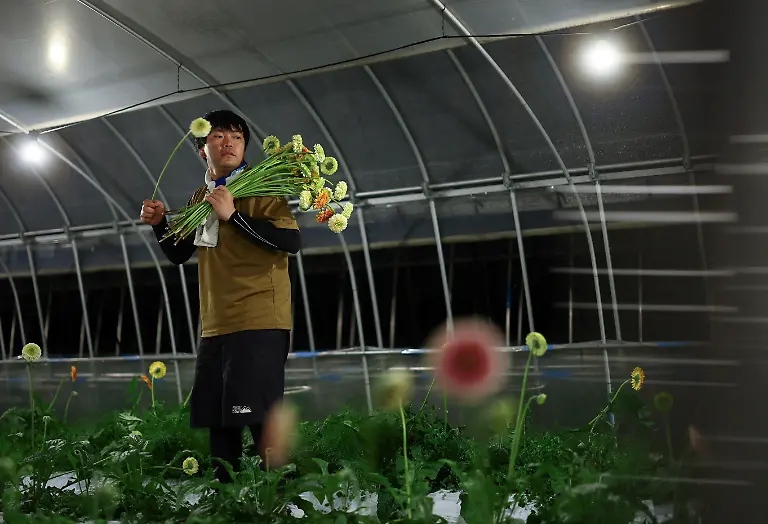 Akira-Okada-33-an-employee-at-the-Nikko-Engei-flower-farm-harvests-gerbera-flowers-inside-an-illuminated-greenhouse-at-night-in-Nikko-Tochigi-Prefecture-Japan-August-8-2026-REUTERS-Issei-Kato-SEARCH-KATO-JAPAN-FARMERS-FOR-THIS-STORY-SEARCH-WIDER-IMAGE-FOR-ALL-STORIES