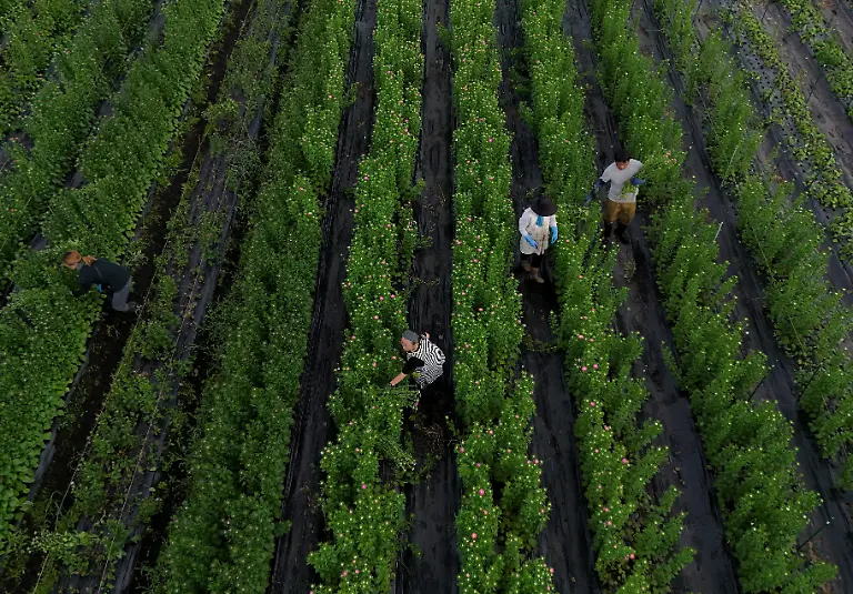 A-drone-view-shows-employees-at-the-Nikko-Engei-flower-farm-harvesting-asters-during-the-early-morning-in-Nikko-Tochigi-Prefecture-Japan-August-9-2026-REUTERS-Issei-Kato-SEARCH-KATO-JAPAN-FARMERS-FOR-THIS-STORY-SEARCH-WIDER-IMAGE-FOR-ALL-STORIES