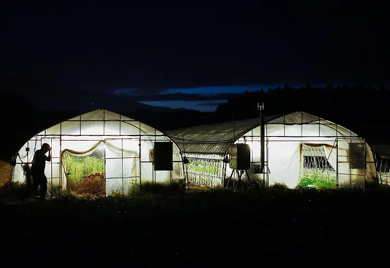 Greenhouses-are-illuminated-as-workers-harvest-gerbera-flowers-at-night-at-the-Nikko-Engei-flower-farm-in-Nikko-Tochigi-Prefecture-Japan-August-8-2026-Some-farmers-in-Japan-are-shifting-work-to-cooler-hours-after-sunset-as-increasingly-intense-summer-heat-affects-agricultural-production-REUTERS-Issei-Kato-SEARCH-KATO-JAPAN-FARMERS-FOR-THIS-STORY-SEARCH-WIDER-IMAGE-FOR-ALL-STORIES