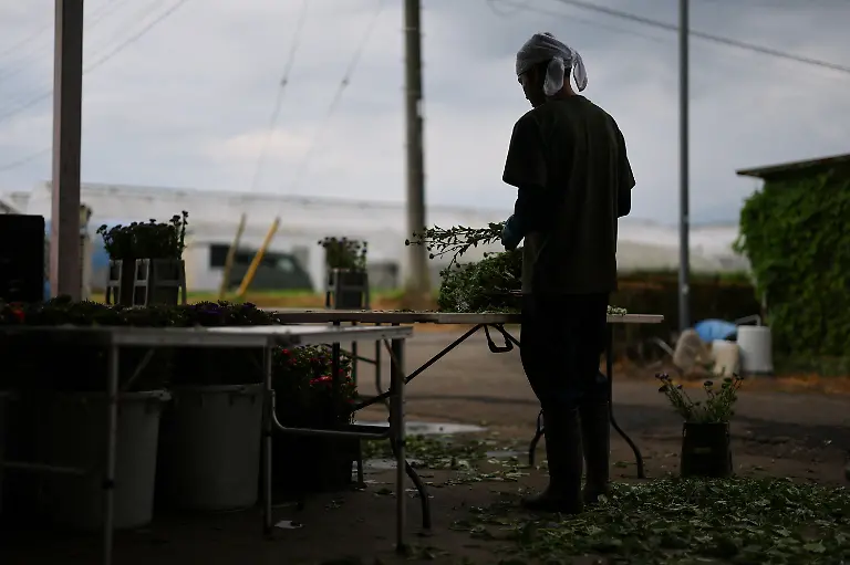 Ryo-Hirota-34-an-employee-at-the-Nikko-Engei-flower-farm-prepares-harvested-asters-for-shipment-in-a-shaded-workspace-in-Nikko-Tochigi-Prefecture-Japan-August-8-2026-REUTERS-Issei-Kato-SEARCH-KATO-JAPAN-FARMERS-FOR-THIS-STORY-SEARCH-WIDER-IMAGE-FOR-ALL-STORIES