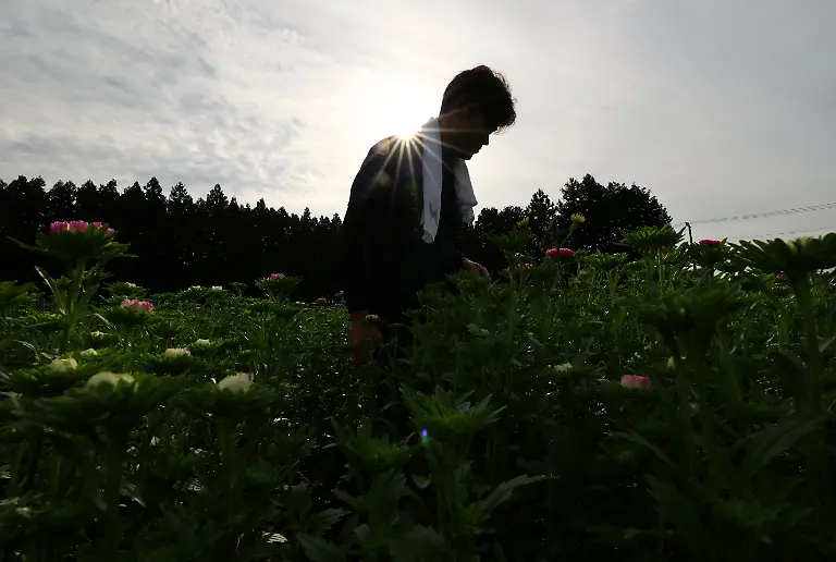 Ryo-Hirota-34-an-employee-at-the-Nikko-Engei-flower-farm-harvests-asters-during-the-early-morning-in-Nikko-Tochigi-Prefecture-Japan-August-9-2026-REUTERS-Issei-Kato-SEARCH-KATO-JAPAN-FARMERS-FOR-THIS-STORY-SEARCH-WIDER-IMAGE-FOR-ALL-STORIES