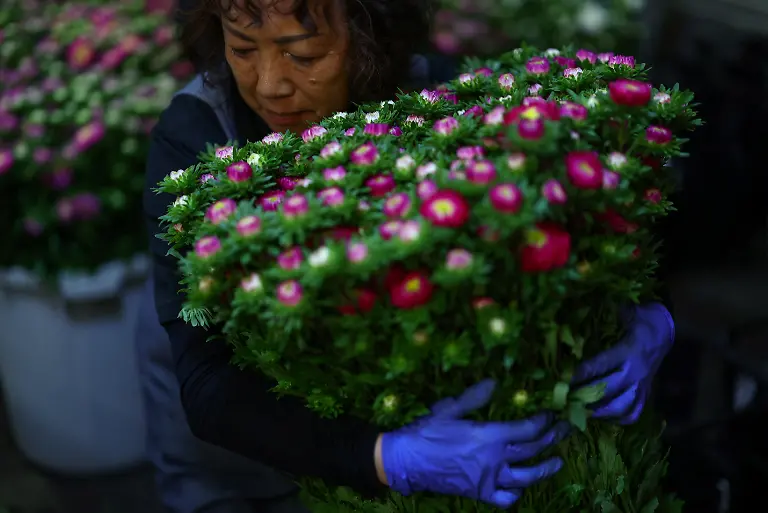 Miyoko-Asada-68-an-employee-at-the-Nikko-Engei-flower-farm-prepares-harvested-asters-for-shipment-in-an-air-conditioned-workspace-in-Nikko-Tochigi-Prefecture-Japan-August-8-2026-REUTERS-Issei-Kato-SEARCH-KATO-JAPAN-FARMERS-FOR-THIS-STORY-SEARCH-WIDER-IMAGE-FOR-ALL-STORIES
