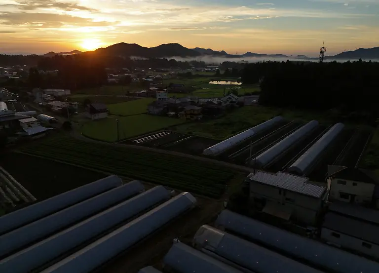 A-drone-view-shows-greenhouses-and-aster-fields-at-sunrise-at-the-Nikko-Engei-flower-farm-in-Nikko-Tochigi-Prefecture-Japan-August-9-2026-REUTERS-Issei-Kato-SEARCH-KATO-JAPAN-FARMERS-FOR-THIS-STORY-SEARCH-WIDER-IMAGE-FOR-ALL-STORIES