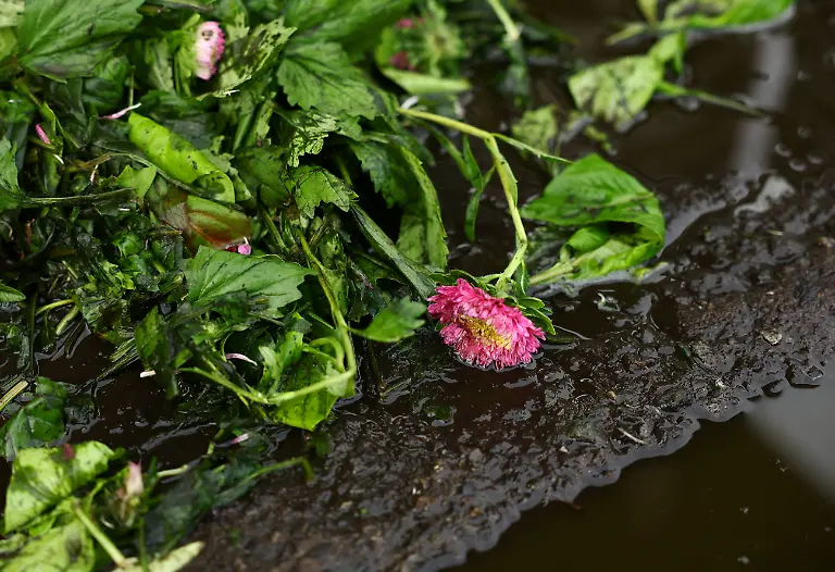 Excess-flowers-and-leaves-trimmed-from-asters-during-preparation-for-shipment-at-the-Nikko-Engei-flower-farm-in-Nikko-Tochigi-Prefecture-Japan-August-8-2026-REUTERS-Issei-Kato-SEARCH-KATO-JAPAN-FARMERS-FOR-THIS-STORY-SEARCH-WIDER-IMAGE-FOR-ALL-STORIES