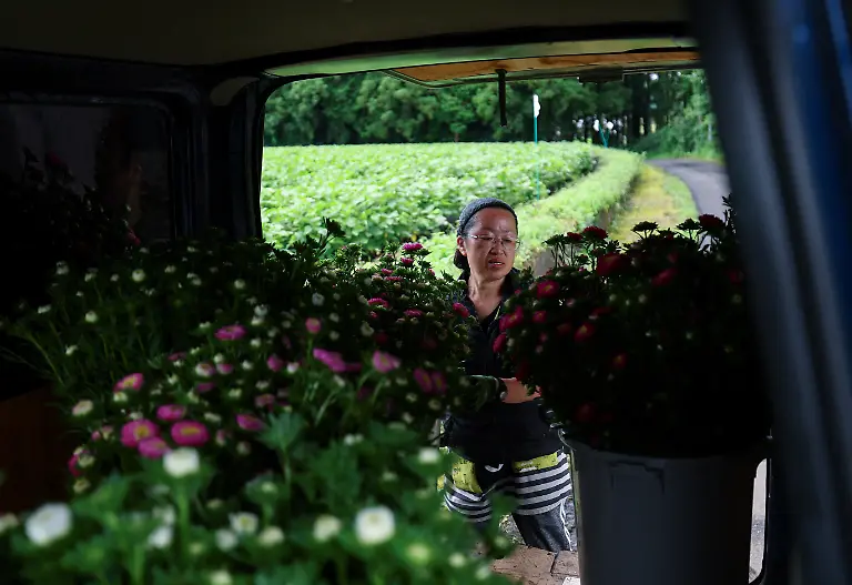 An-employee-at-the-Nikko-Engei-flower-farm-harvests-asters-during-the-early-morning-in-Nikko-Tochigi-Prefecture-Japan-August-9-2026-REUTERS-Issei-Kato-SEARCH-KATO-JAPAN-FARMERS-FOR-THIS-STORY-SEARCH-WIDER-IMAGE-FOR-ALL-STORIES